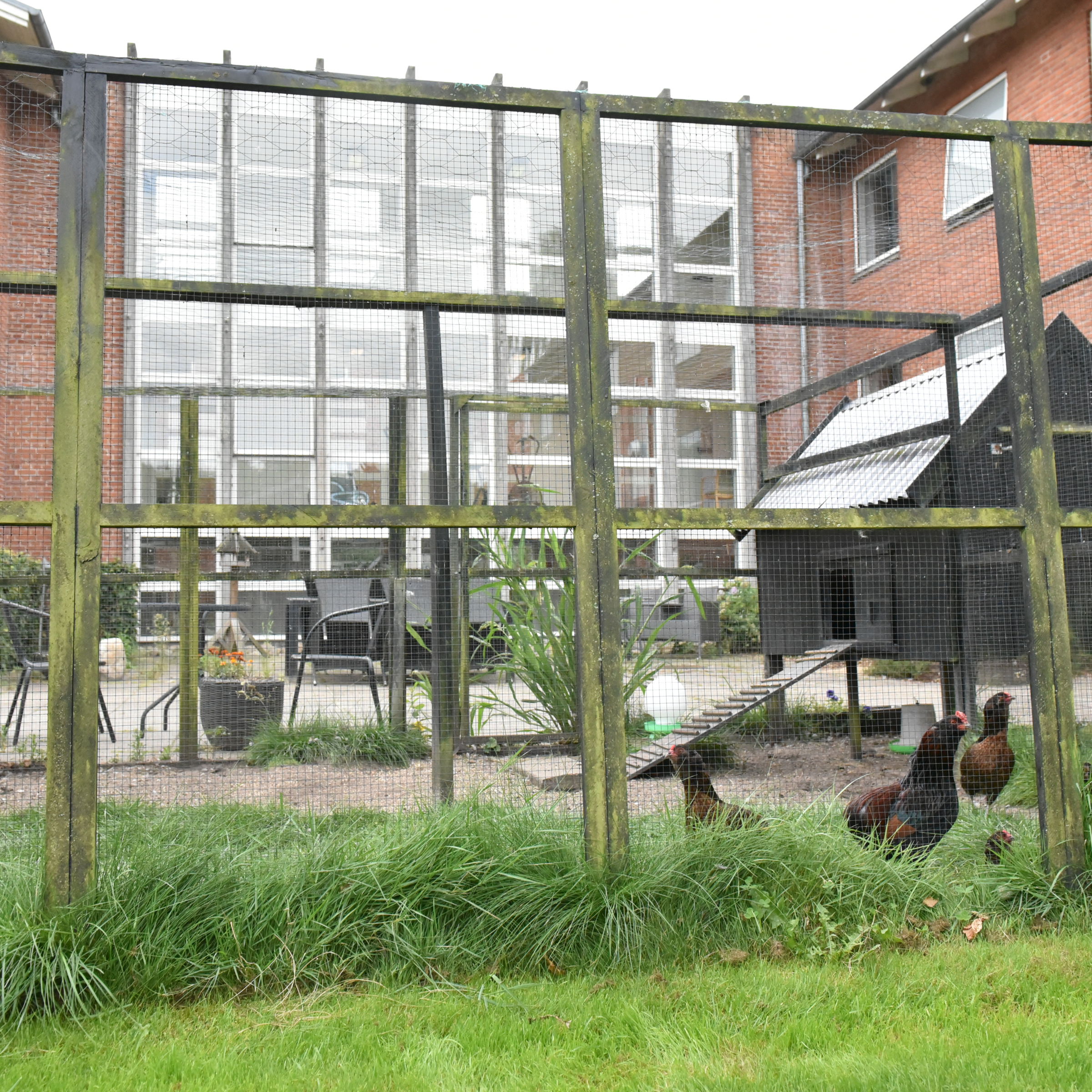 Høns i bur hos Fårup Ældrecenter