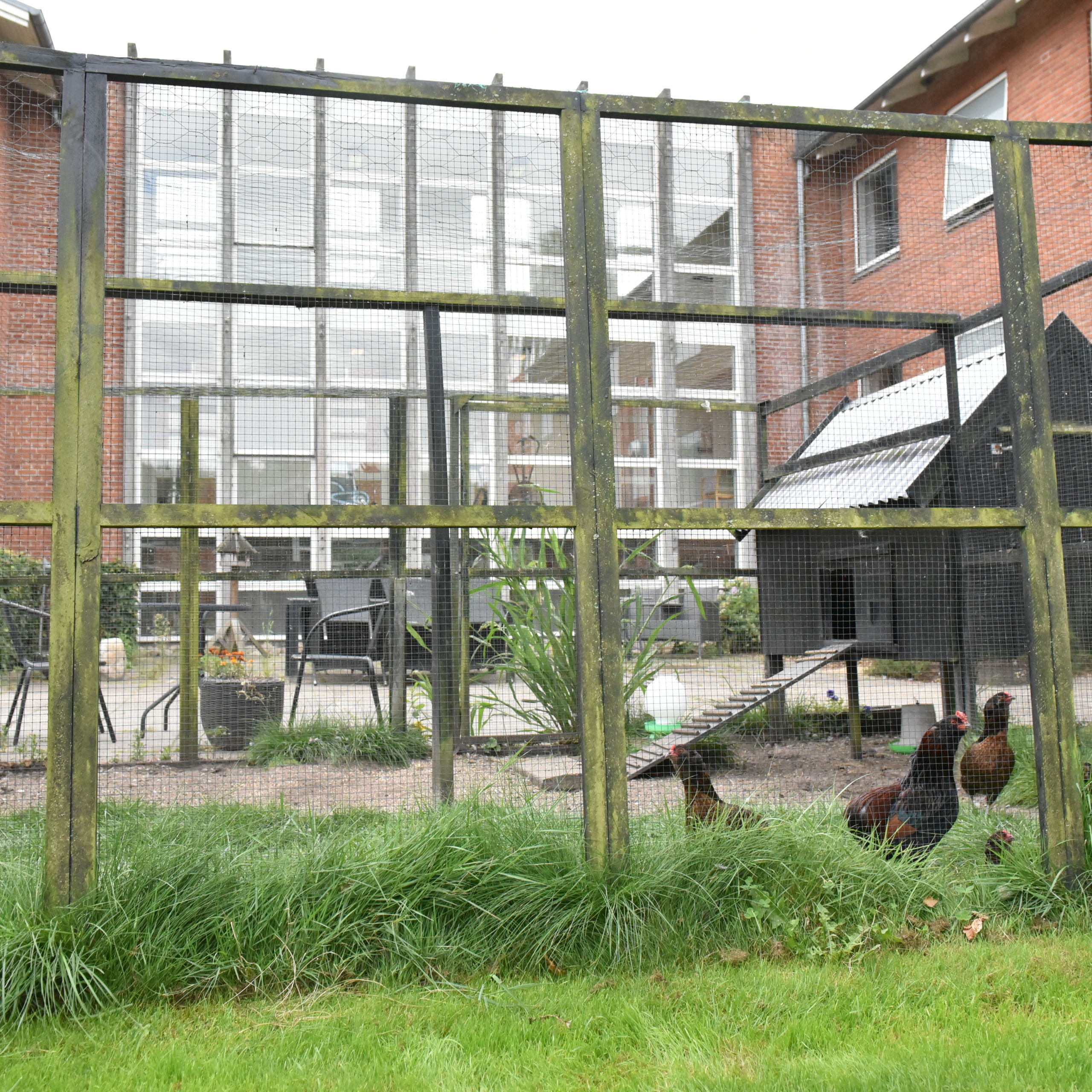 Høns i bur hos Fårup Ældrecenter