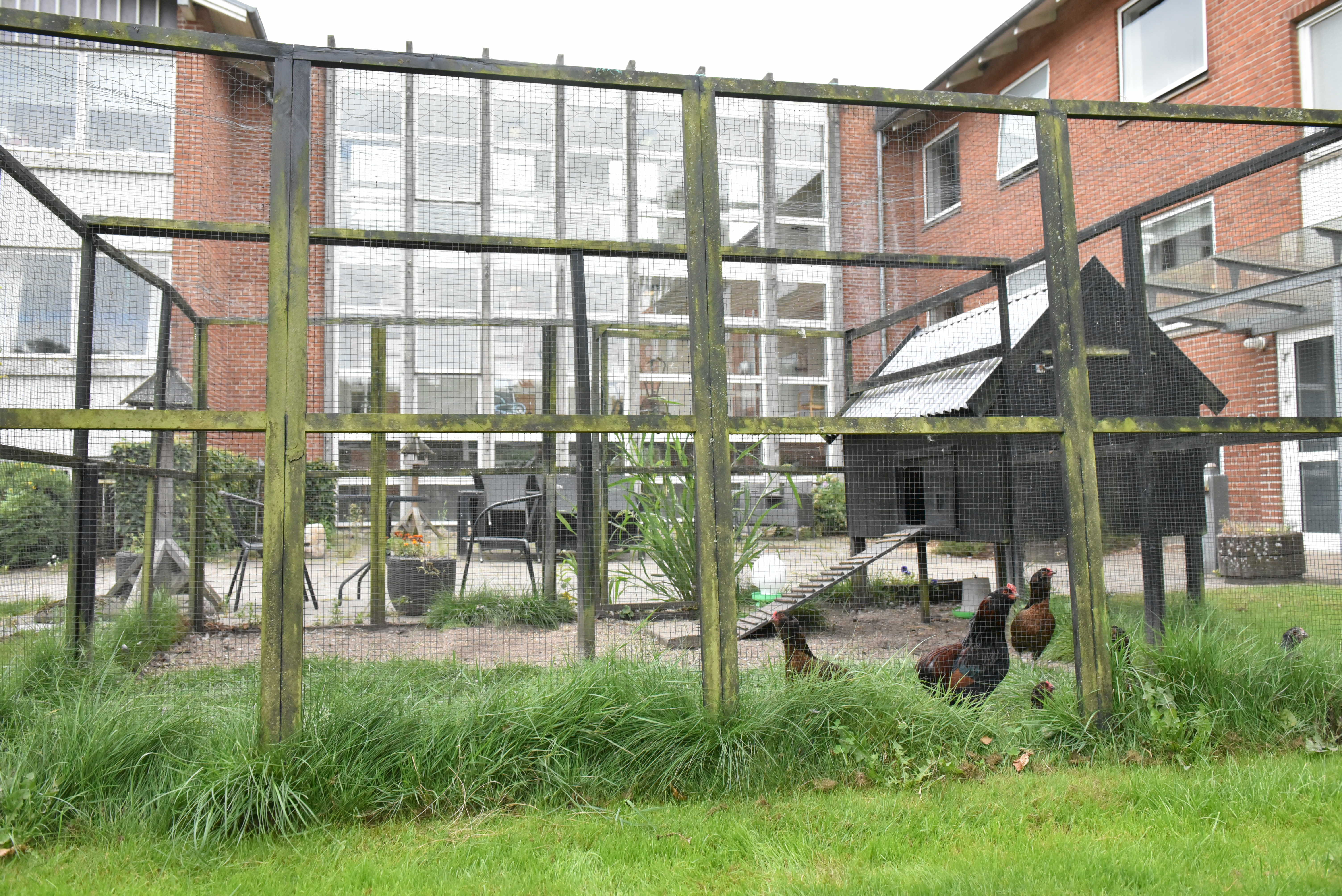Høns i bur hos Fårup Ældrecenter